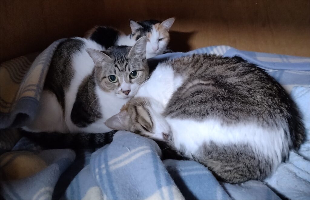 猫が３匹で団子状態