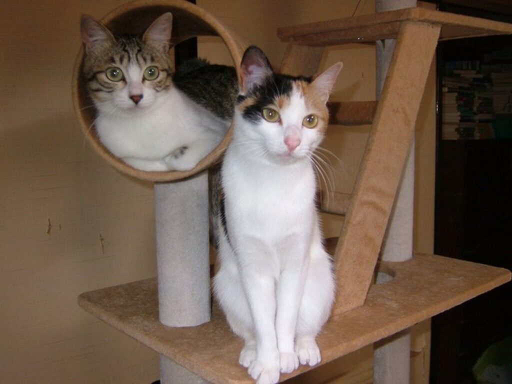 いちごミルクご挨拶