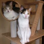 いちごミルクご挨拶