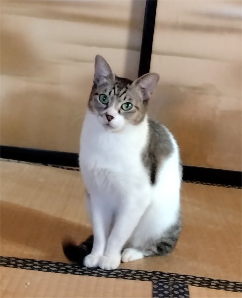 とぼけるネネちゃん