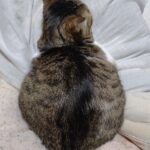 イチゴ雪だるま