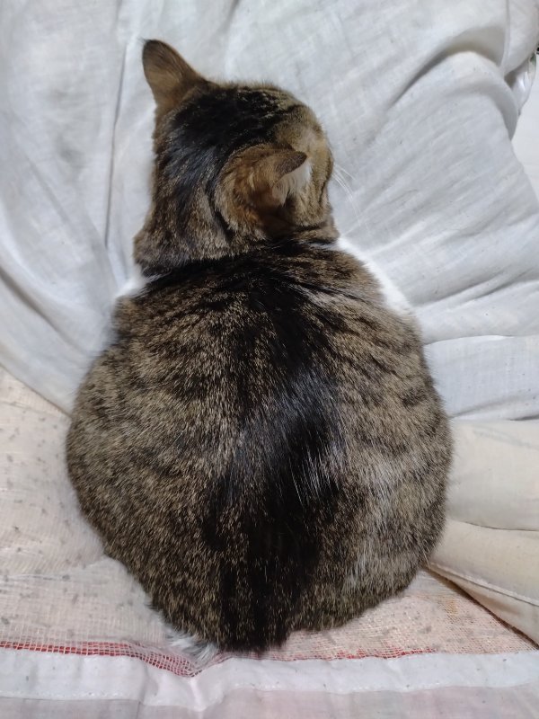 イチゴ雪だるま