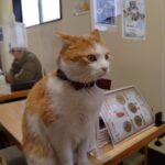 猫がいる蕎麦屋