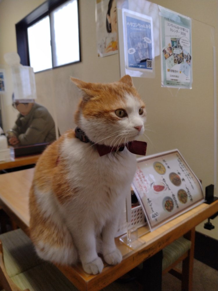 猫が接客をしてくれる