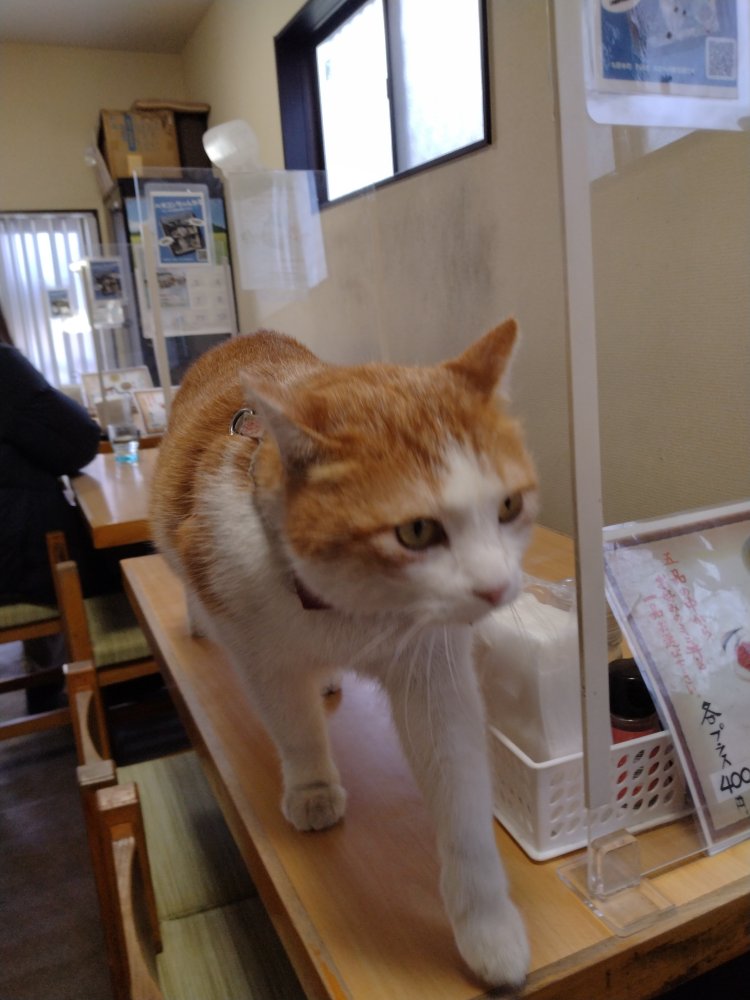 接客しに来てくれる猫