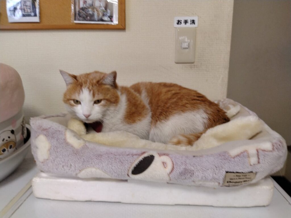 仕事が終わり一休みする猫