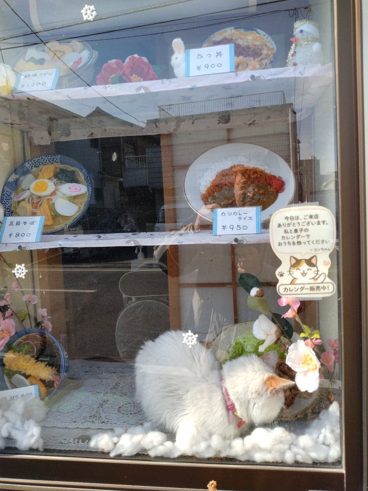 蕎麦屋のショーケースで寝ている猫
