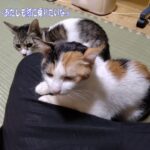 ネネちゃんミルク